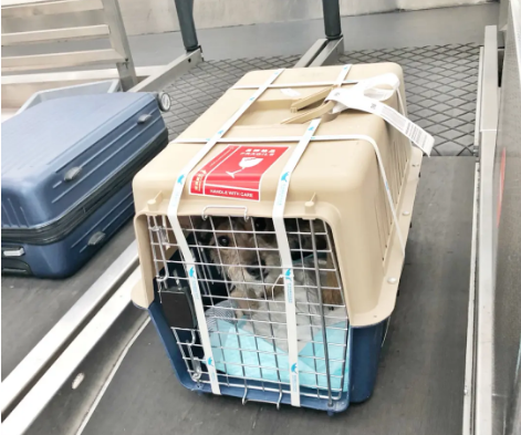 赣州宠物托运 宠物托运公司 机场宠物托运 宠物空运